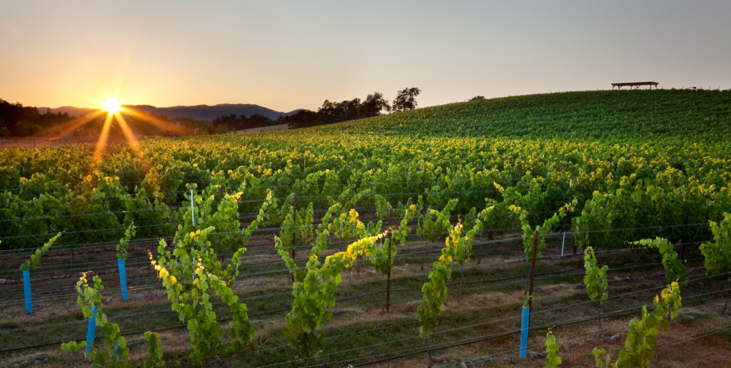 Vineyard in Oregon's wine region