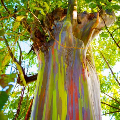 A rainbow eucalyptus tree in Kauai, Hawaii.