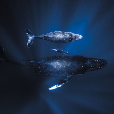 Humpback Whales Tonga Byron bay