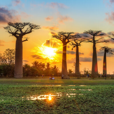 The Baobab trees in Madagascar