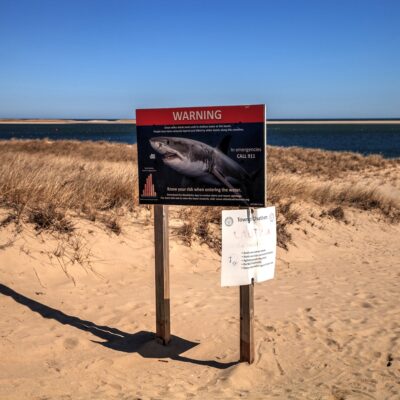 Great white shark warning sign in Cape Cod