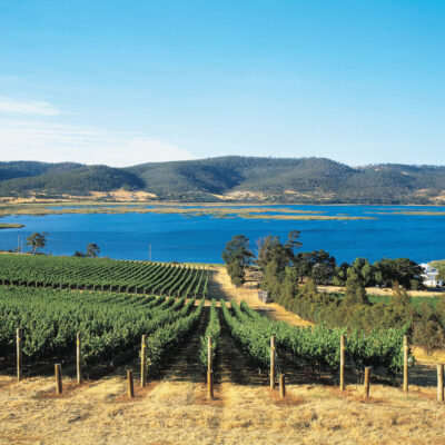 Derwent Estate vineyards in Tasmania
