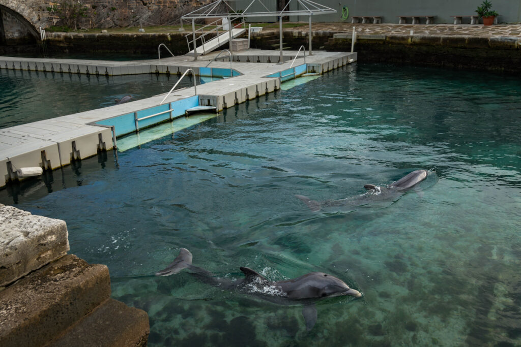Dolphin Quest, Bermuda