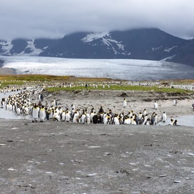 King penguins standing along a river on South Georgia, near Antarctica.