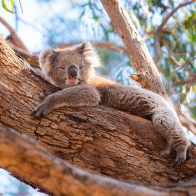 Koala on Kangaroo Island, Australia.
