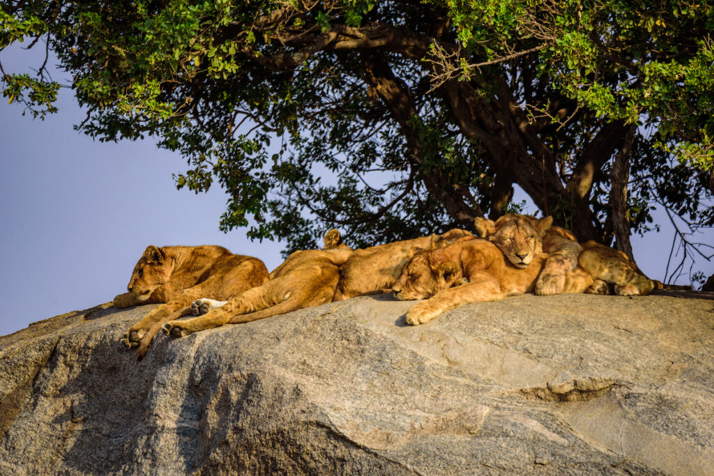 Lions sleeping in Serengeti National Park