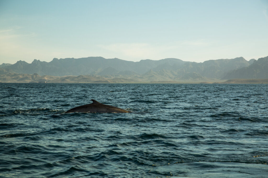 Whale in Loreto Bay