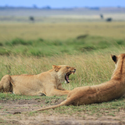 Kenyan Lions