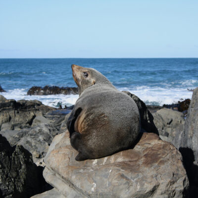 Red Rocks Seal
