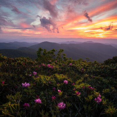Rhododendrons blooming on top of the Blue Ridge Parkway