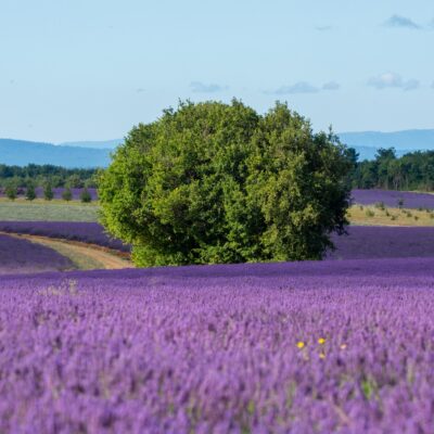 Sault Plateau lavender fields in Provence, France