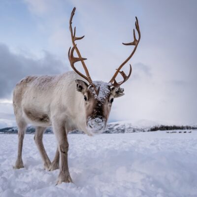 Tromso Arctic Reindeer.