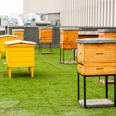 apiary on the roof of modern building