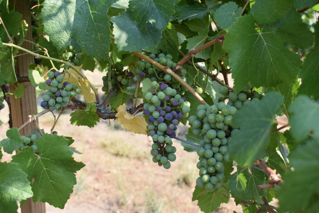 The contrasting colors as grapes undergo Veraison at Wooldrige Creek