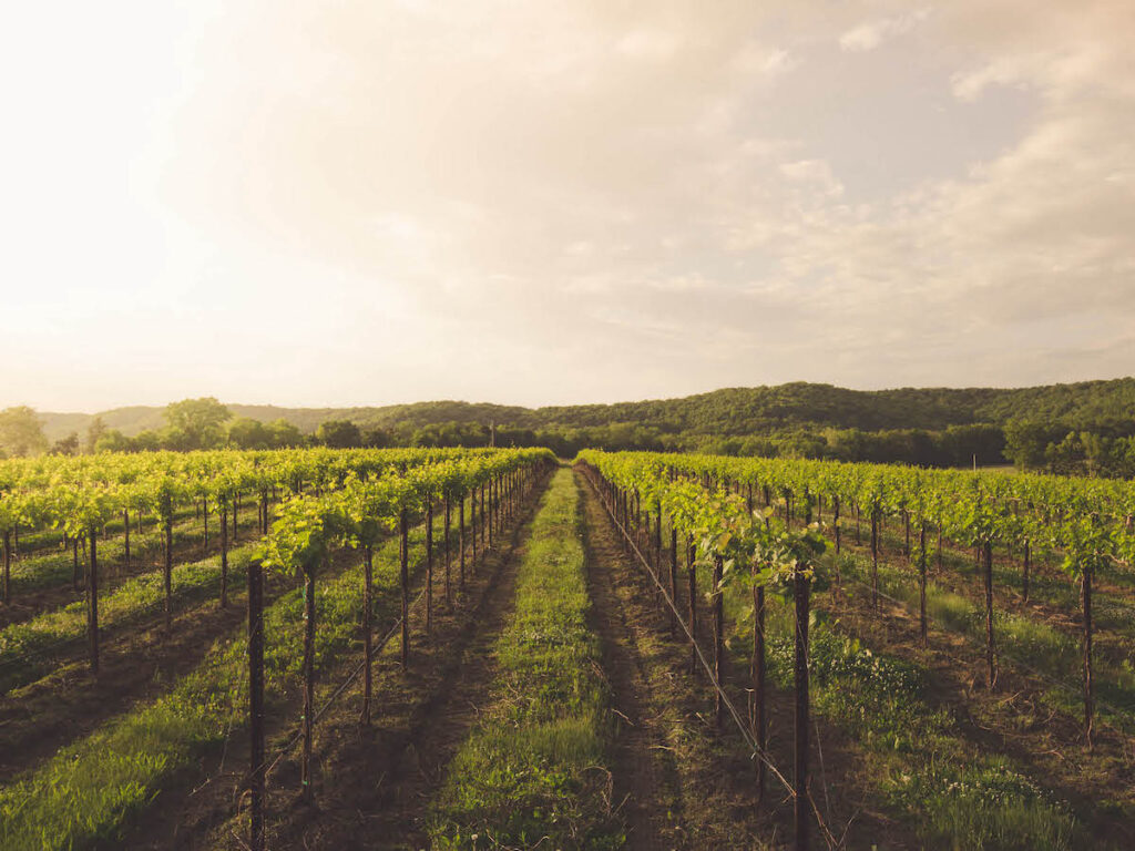 vineyards in and around historic Augusta, Missouri
